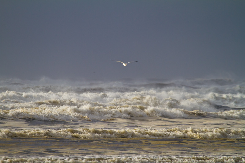 Gull In Flight Over Waves